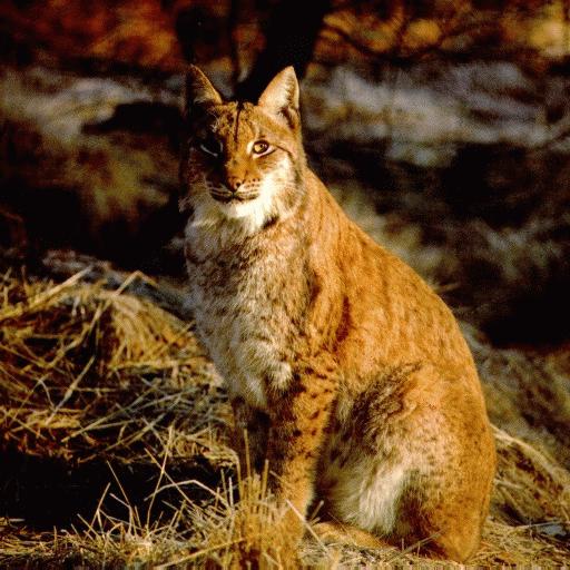Picture of a Lynx